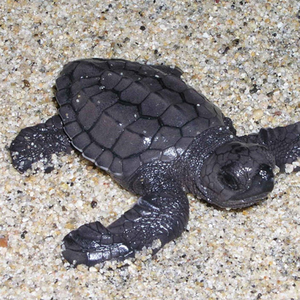 Liberación de tortugas en Riviera Nayarit